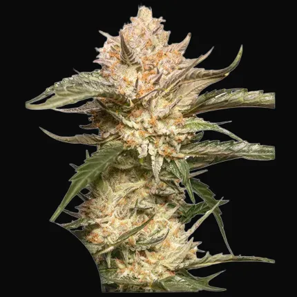 Auto Trichome & Cream