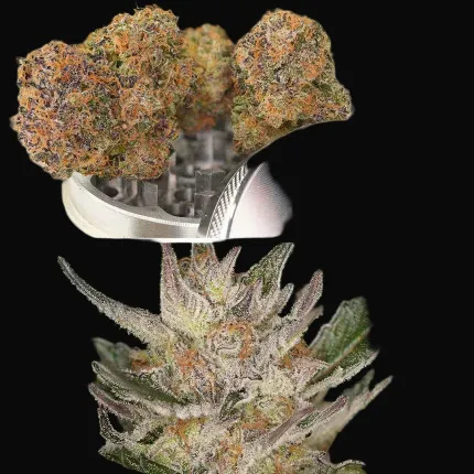 Auto Trichome & Cream