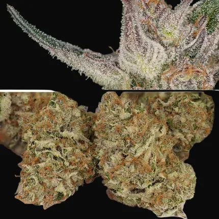 Auto Trichome & Cream
