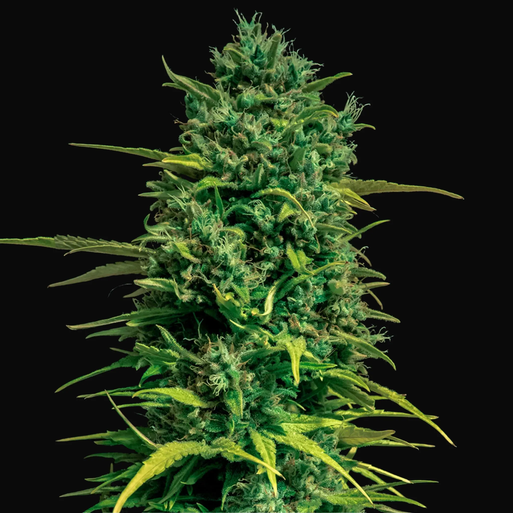 Auto Tropical Coconut