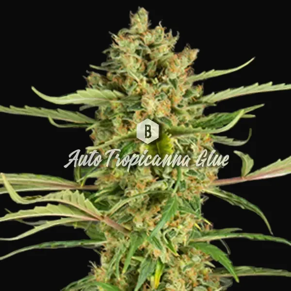 Auto Tropicanna Glue