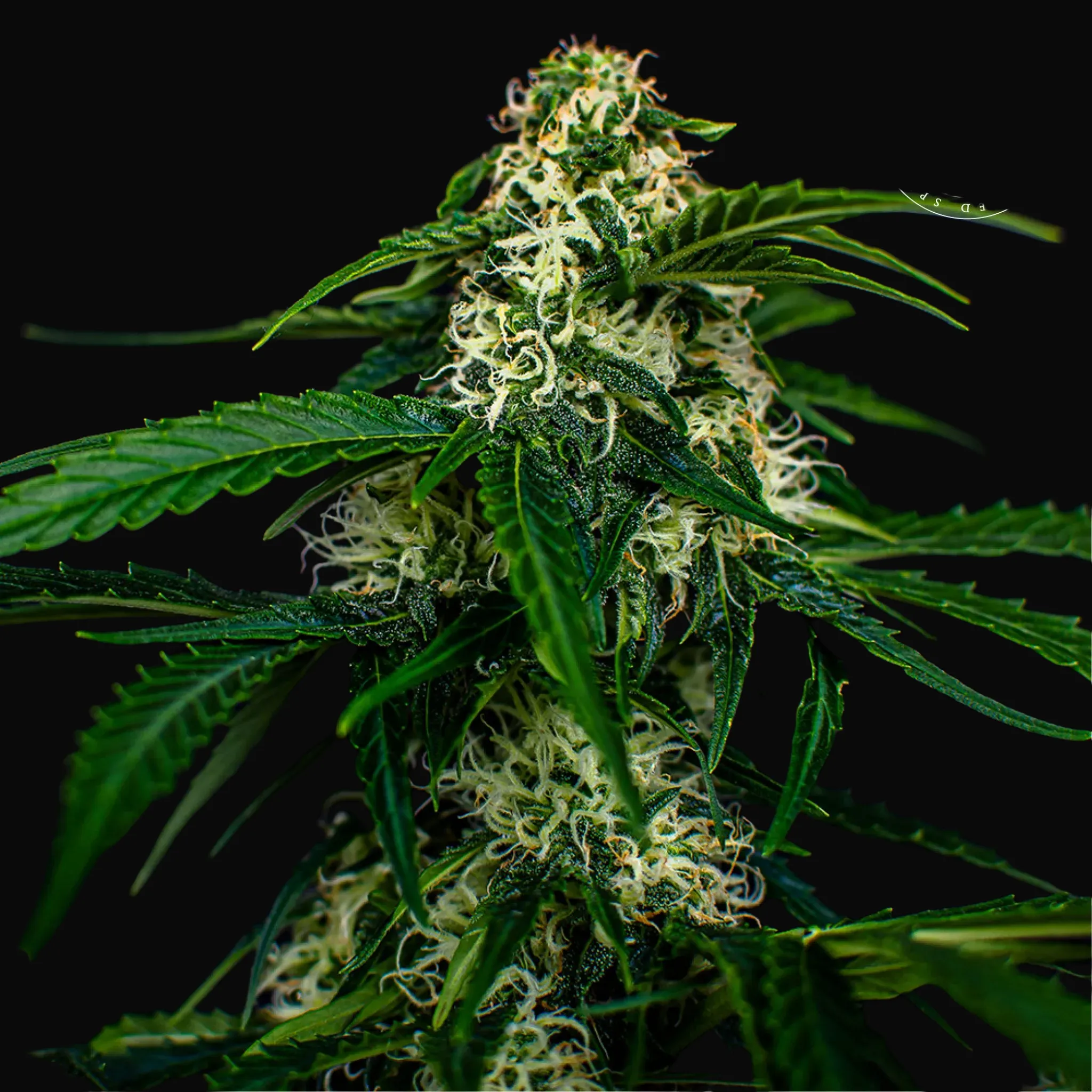 Auto Watermelon Jam