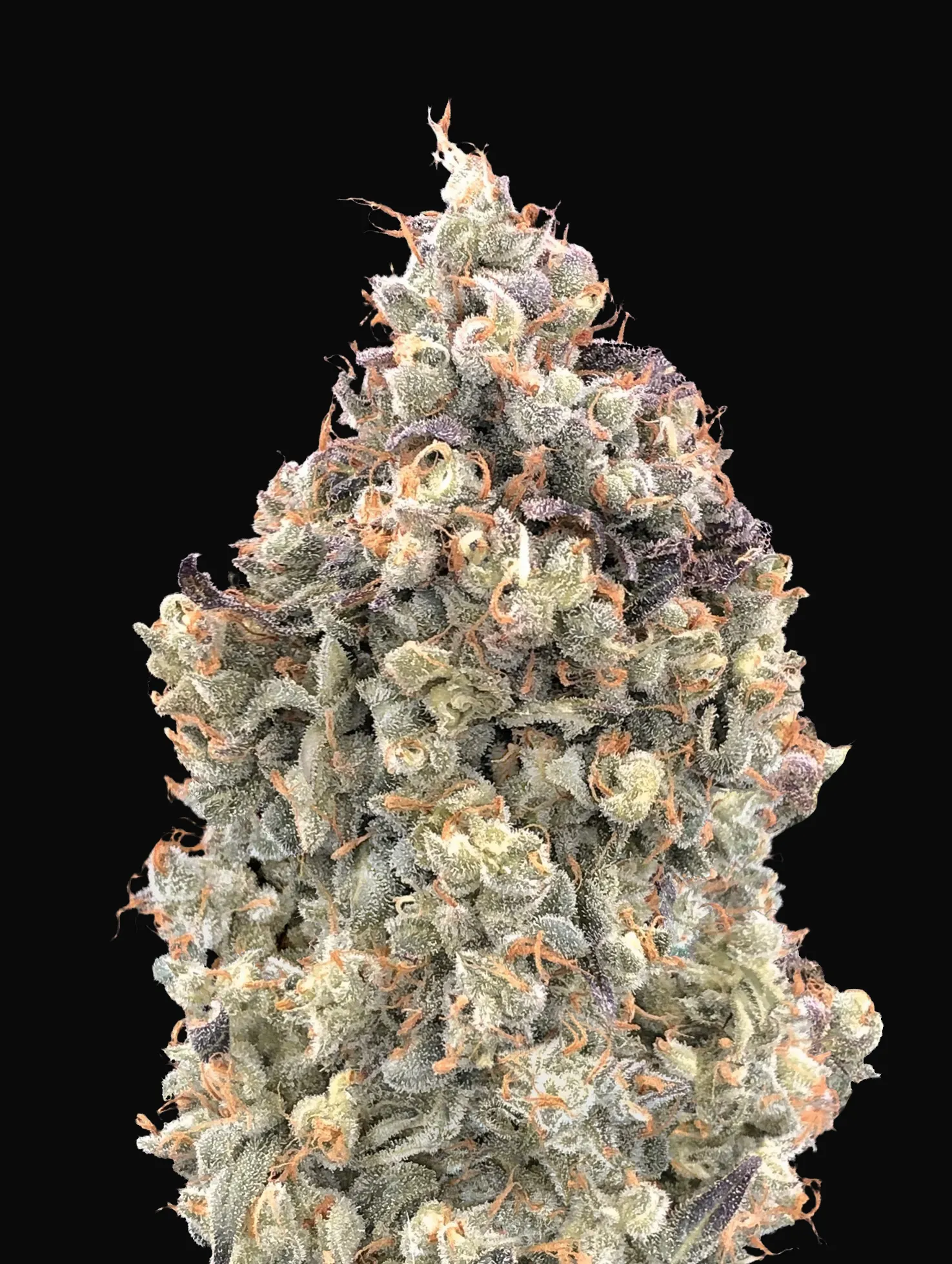 Auto Watermelon OG