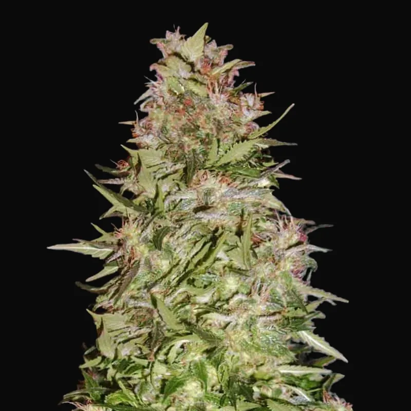 Auto White Prussian