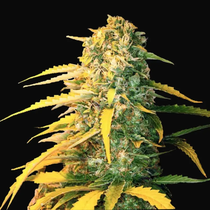 Auto White Widow