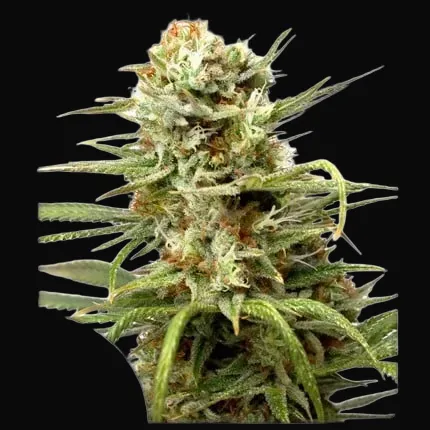 Auto White Widow