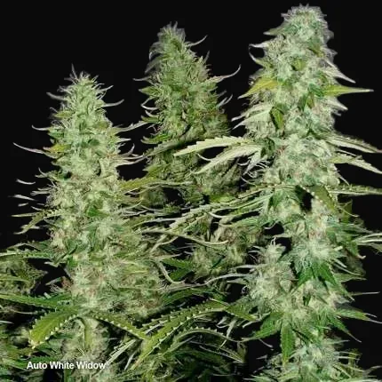 Auto White Widow