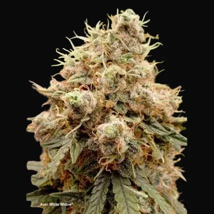 Auto White Widow