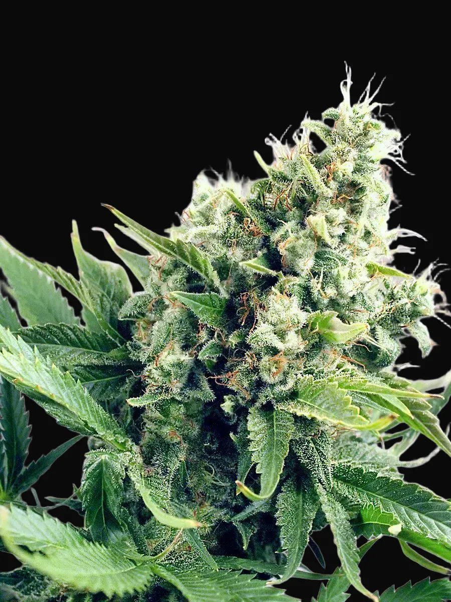 Auto White Widow
