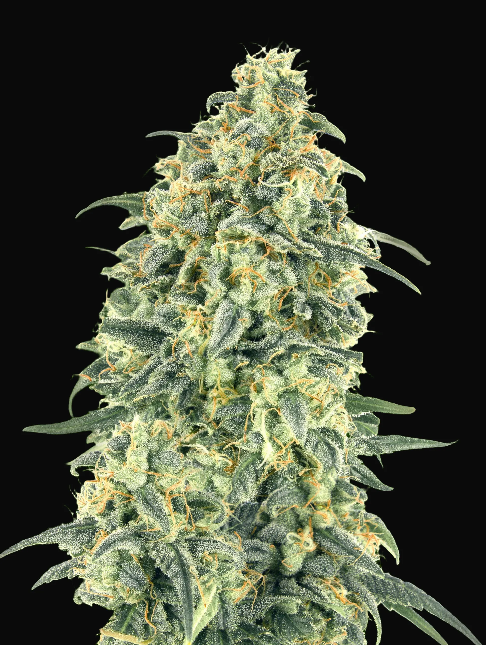 Auto White Widow XXL