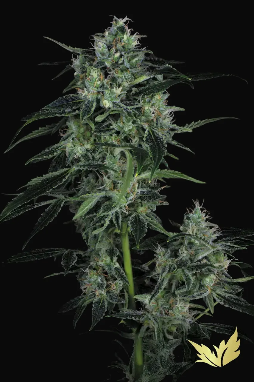 Auto WhiteBerry