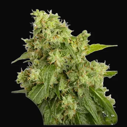 Auto Xtreme Haze
