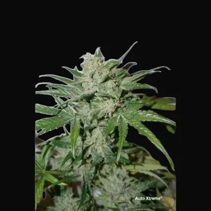 Auto Xtreme Haze