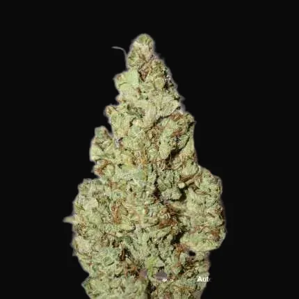 Auto Xtreme Haze