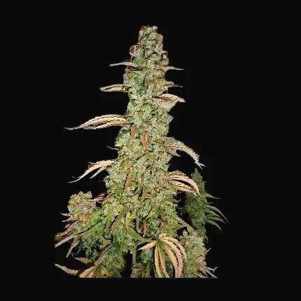 Auto Xtreme Haze