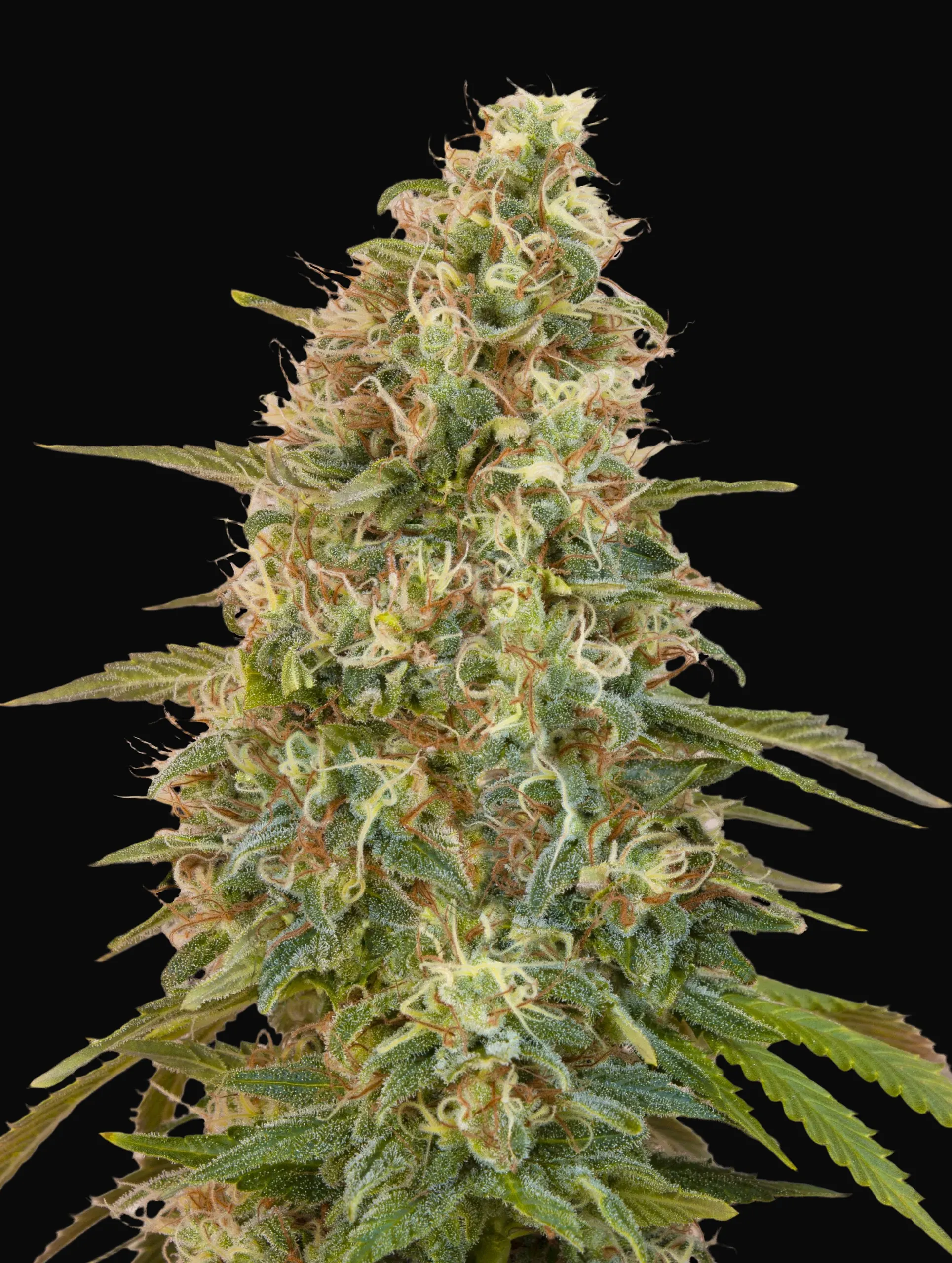 Auto Zkittlez