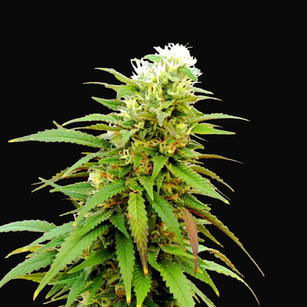 Auto Zkittly Zi Zi