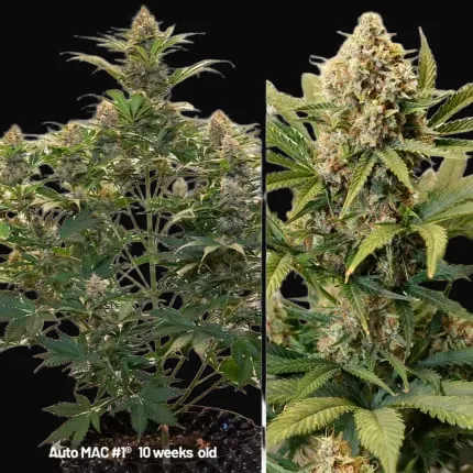 Autoflower Package Deal