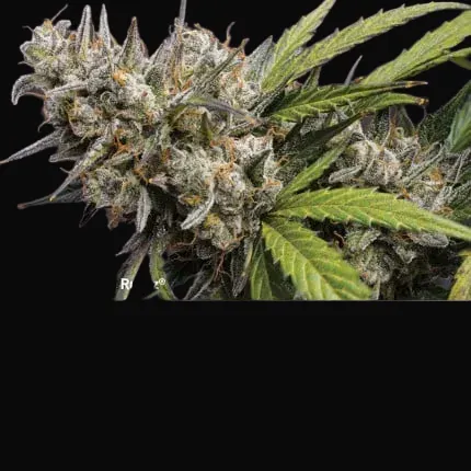 Autoflower Package Deal