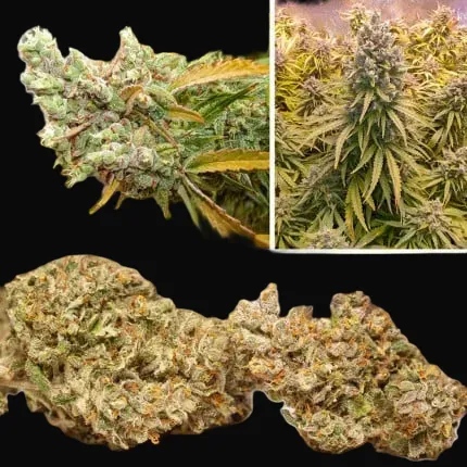 Autoflower Package Deal
