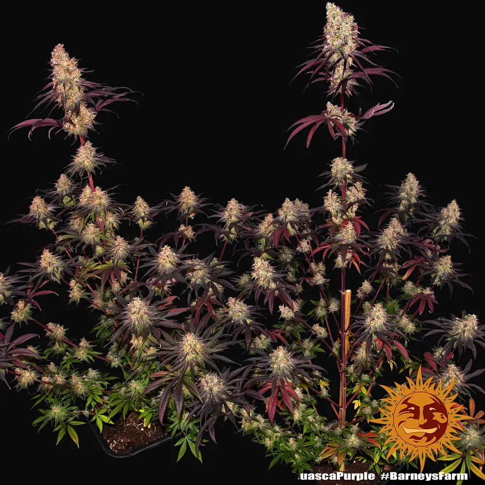 Ayahuasca Purple