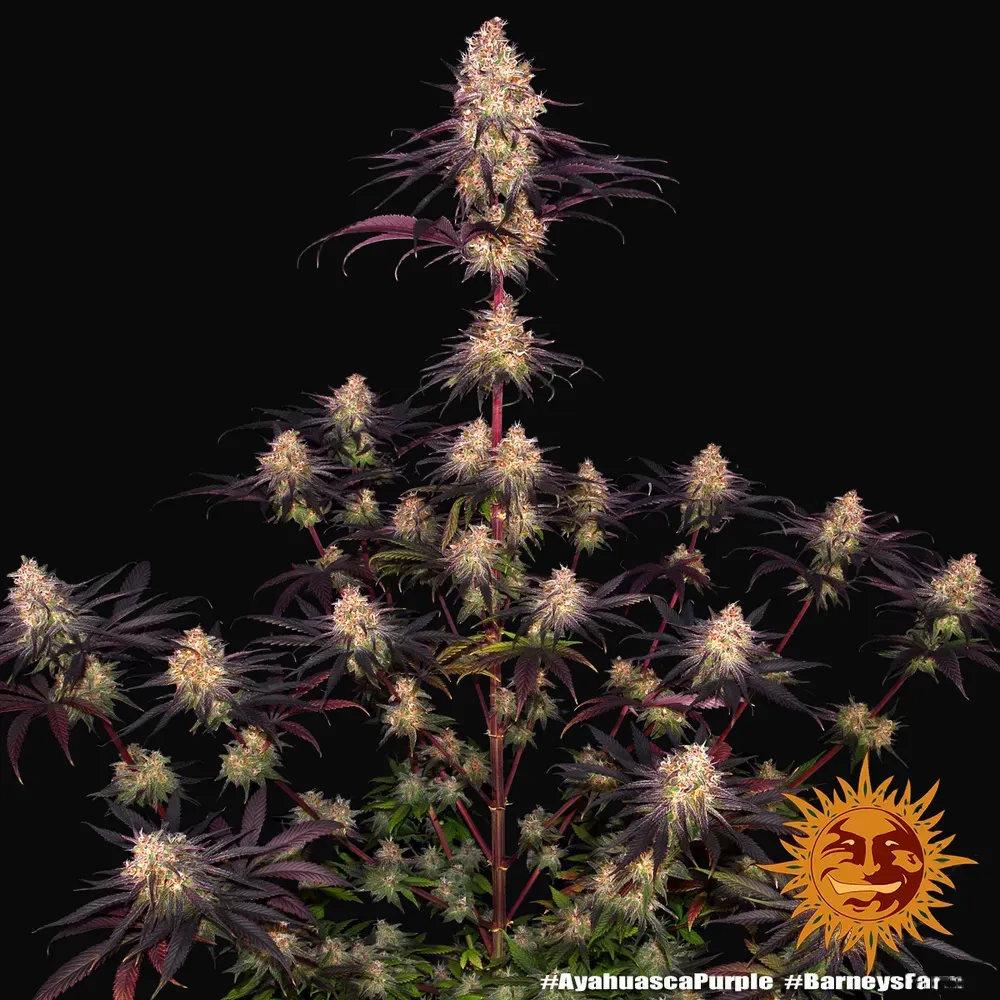 Ayahuasca Purple