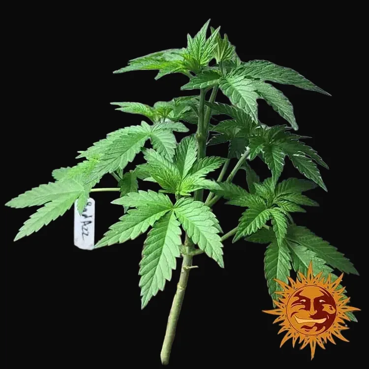 Bad Azz Kush