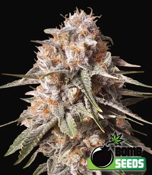 Baked Bomb Auto
