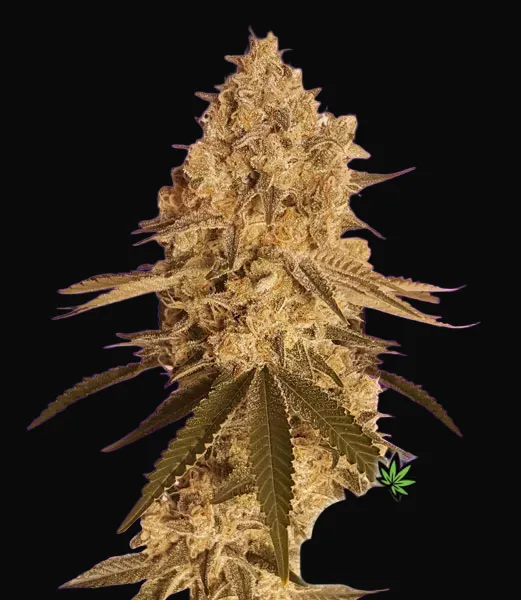 Baked Bomb