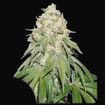 Banana Blaze