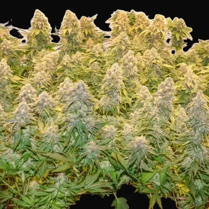 Banana Blaze