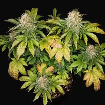 Banana Blaze