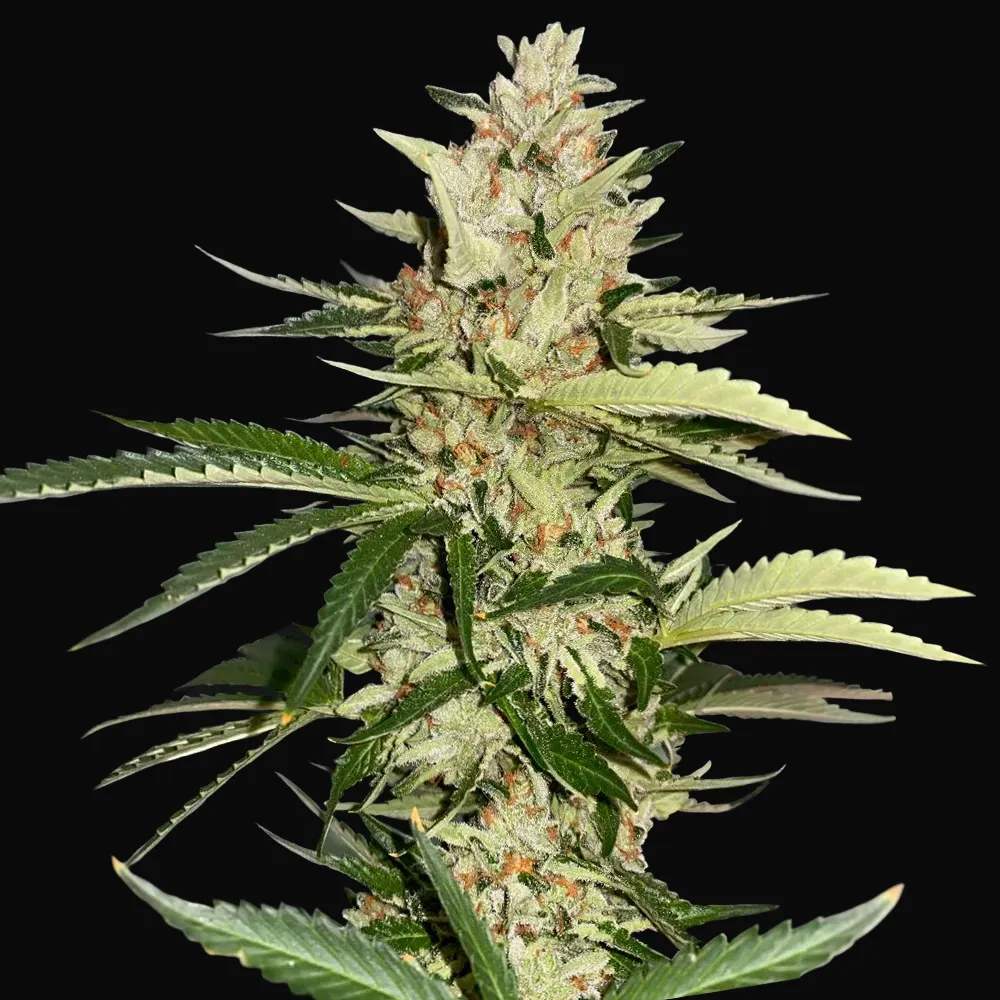 Banana Candy Krush