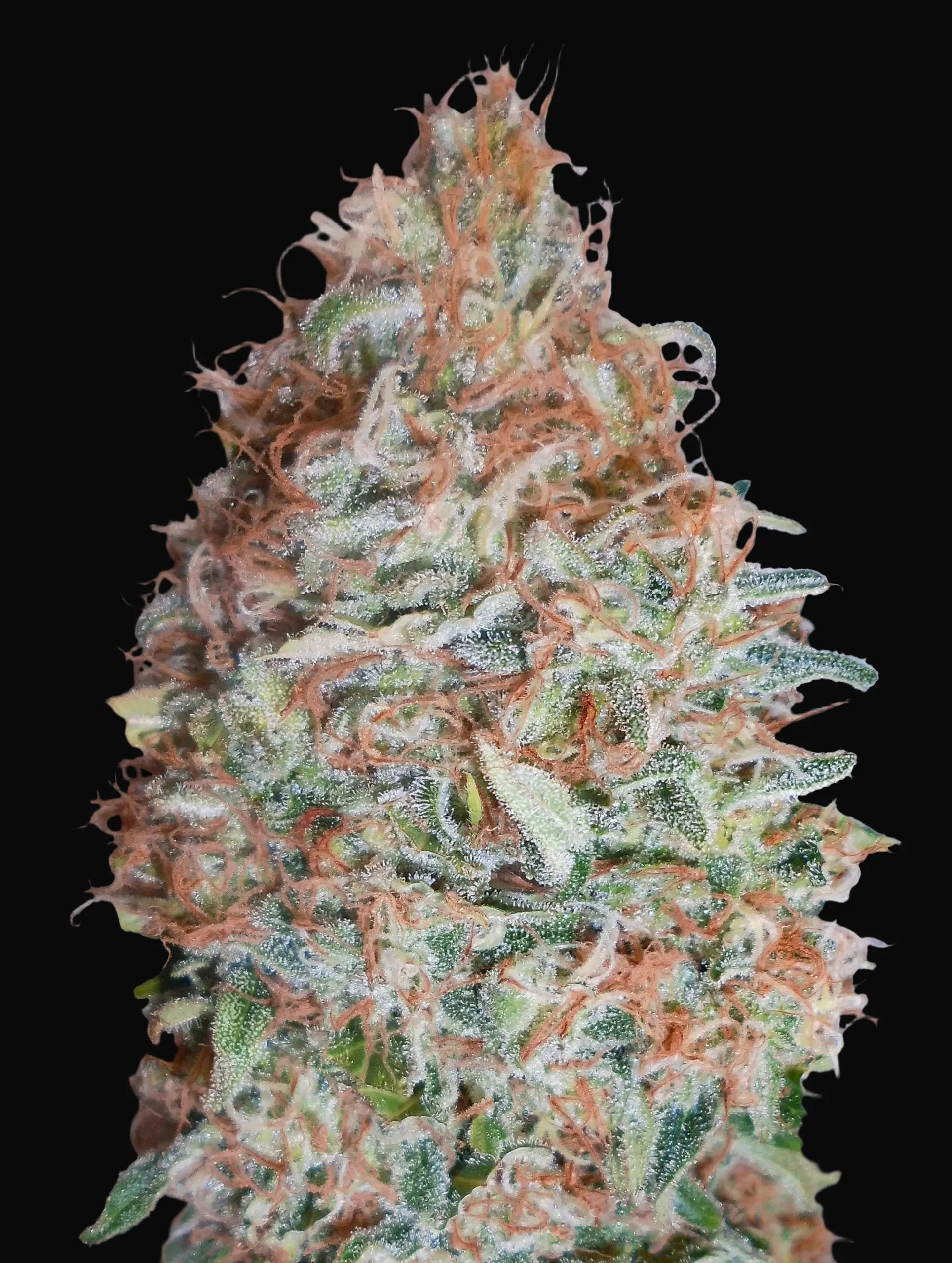 Banana Cookies