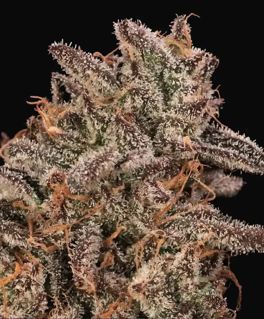 Banana Cream Sundae