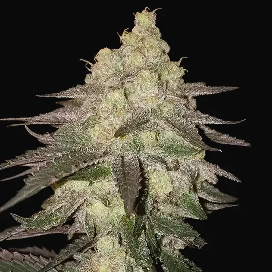 Banana Daddy RBX2 Auto