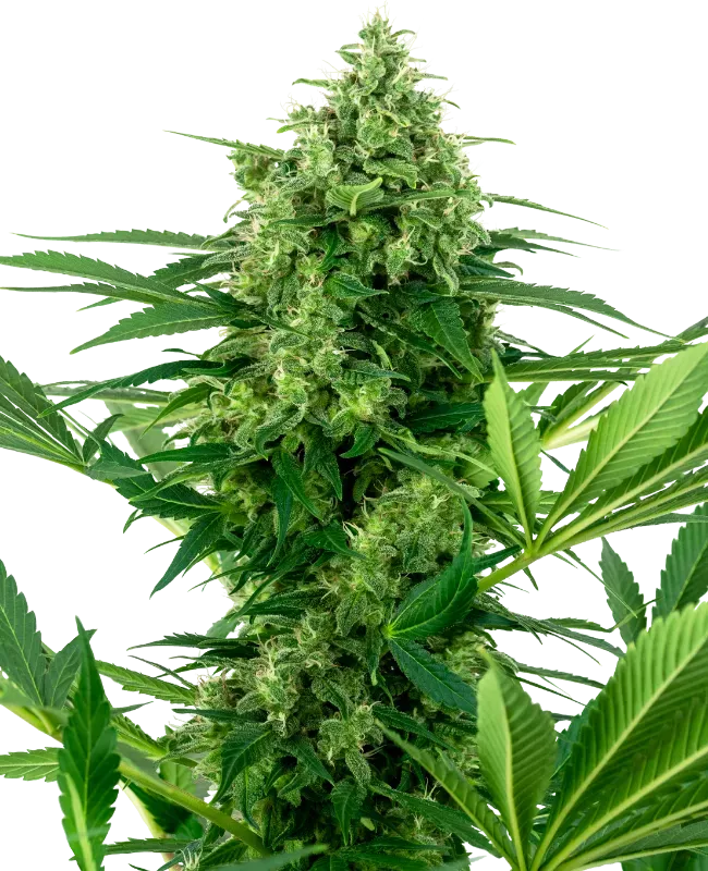 Banana Frosting Feminized