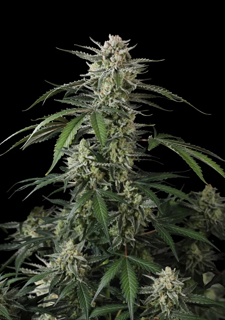 Banana Guava Auto