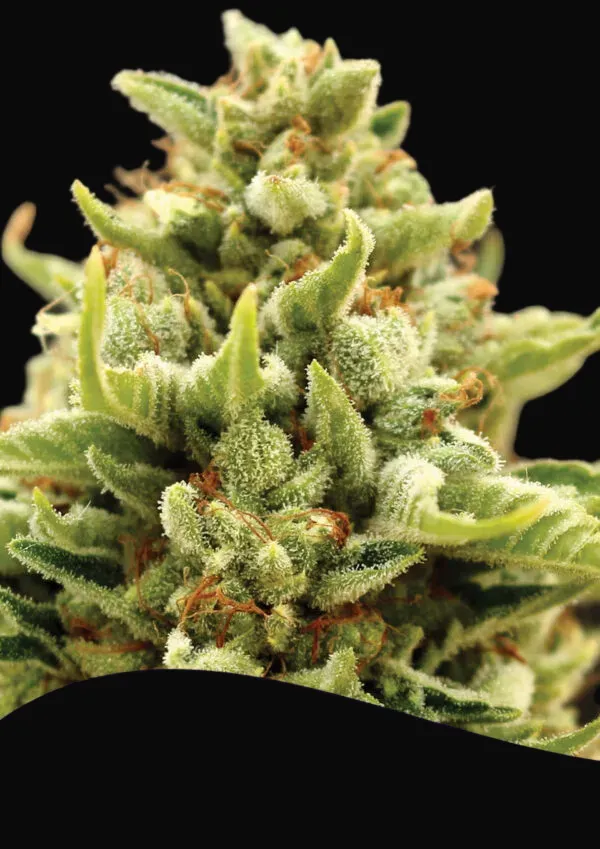Banana Kush Auto