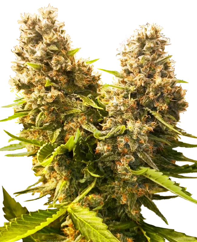 Banana Kush Cake Automatic