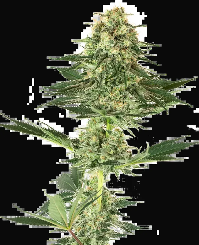 Banana Kush Feminized
