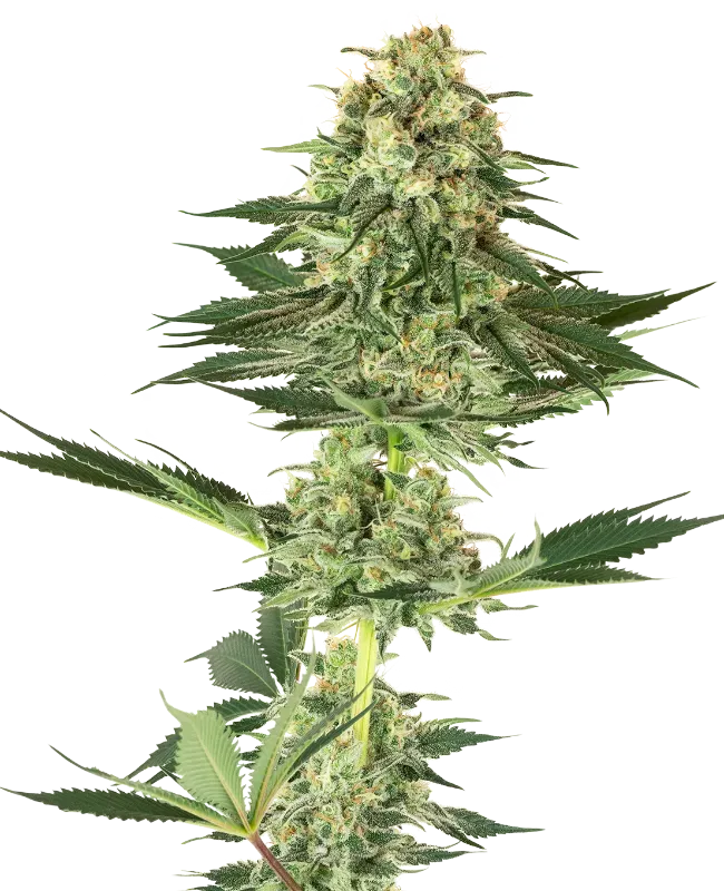 Banana Kush Feminized