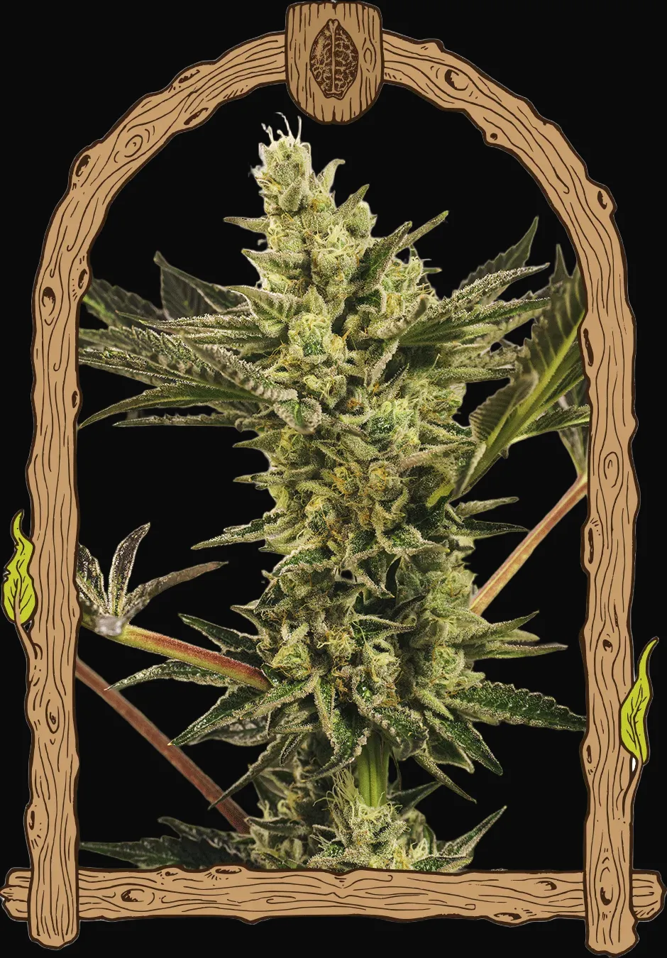 Banana Mash Auto