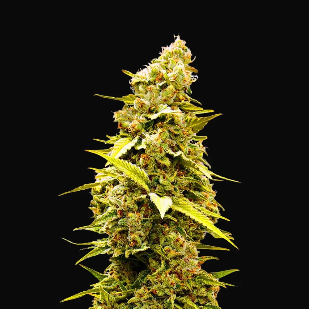 Banana Monkey