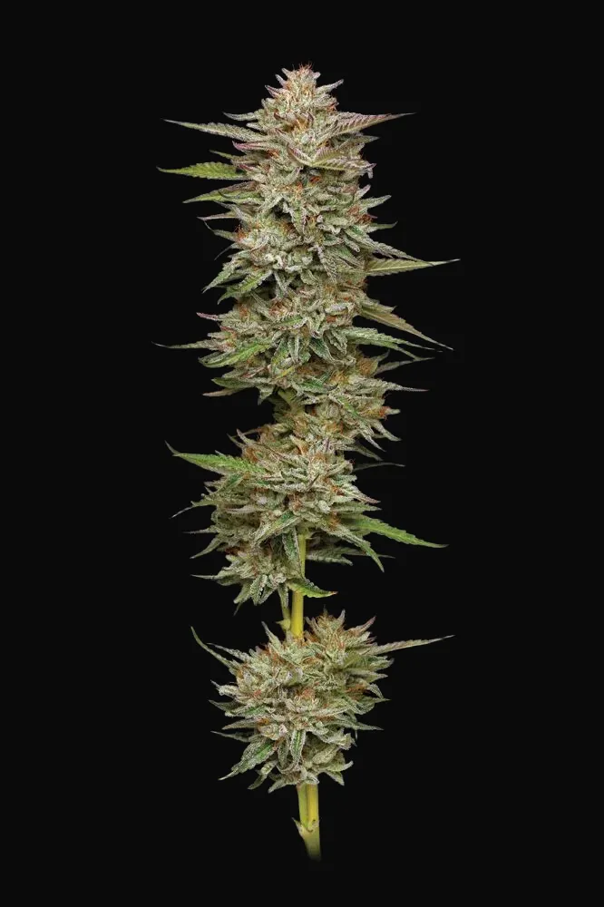 Banana OG