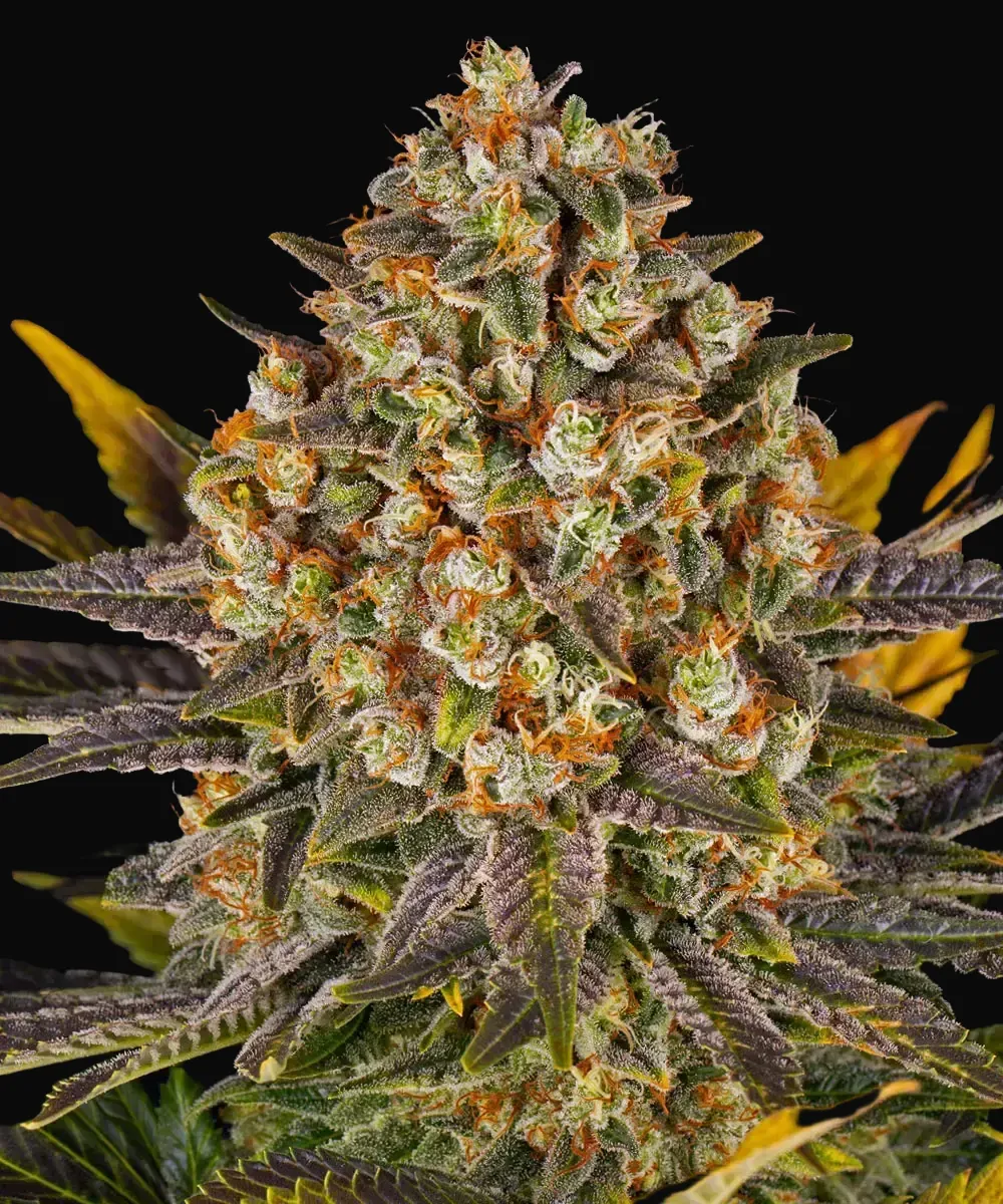 Banana Punch