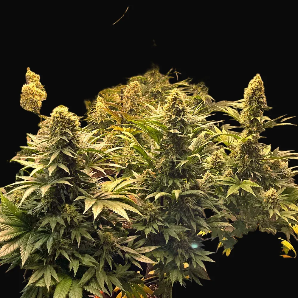 Banana Punch