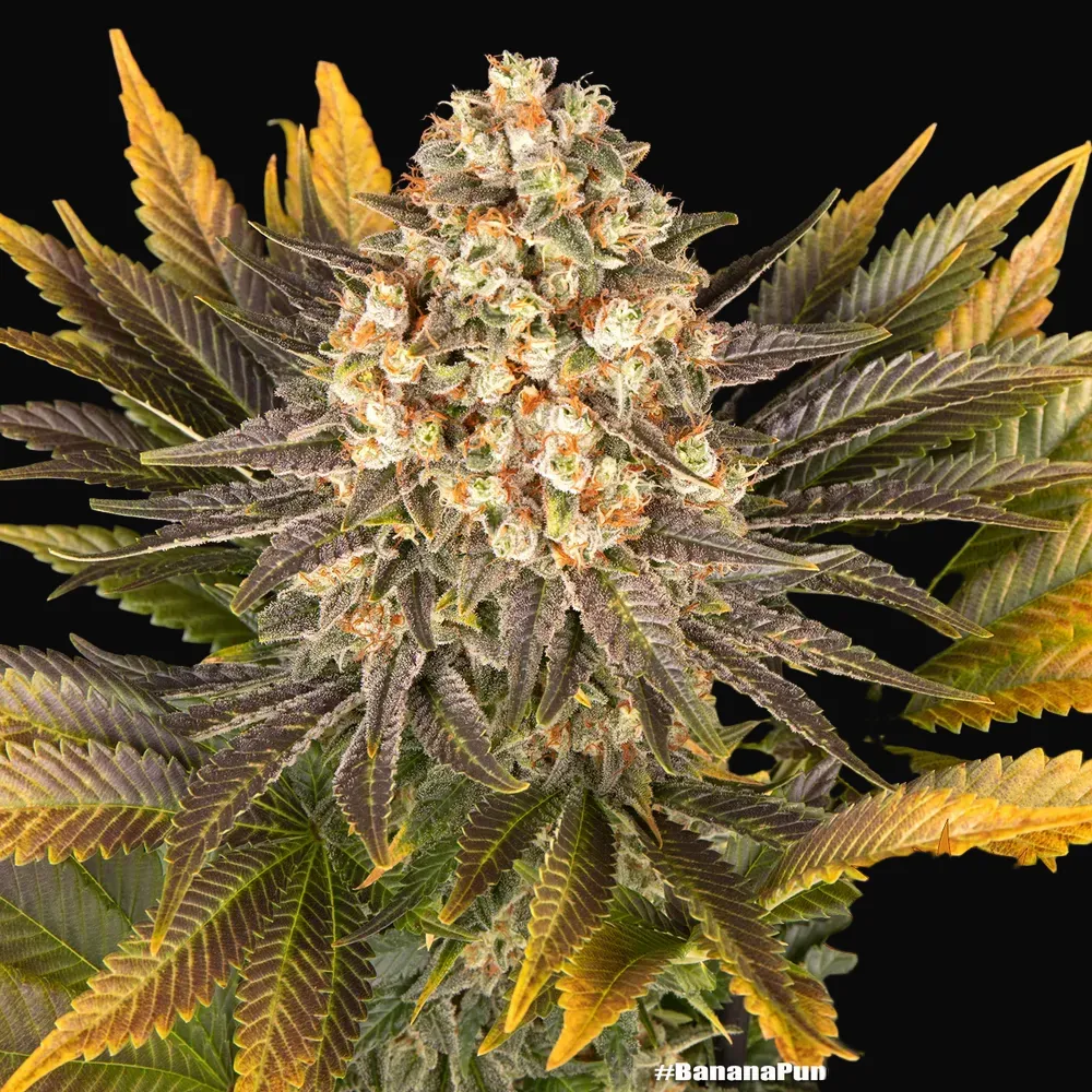Banana Punch