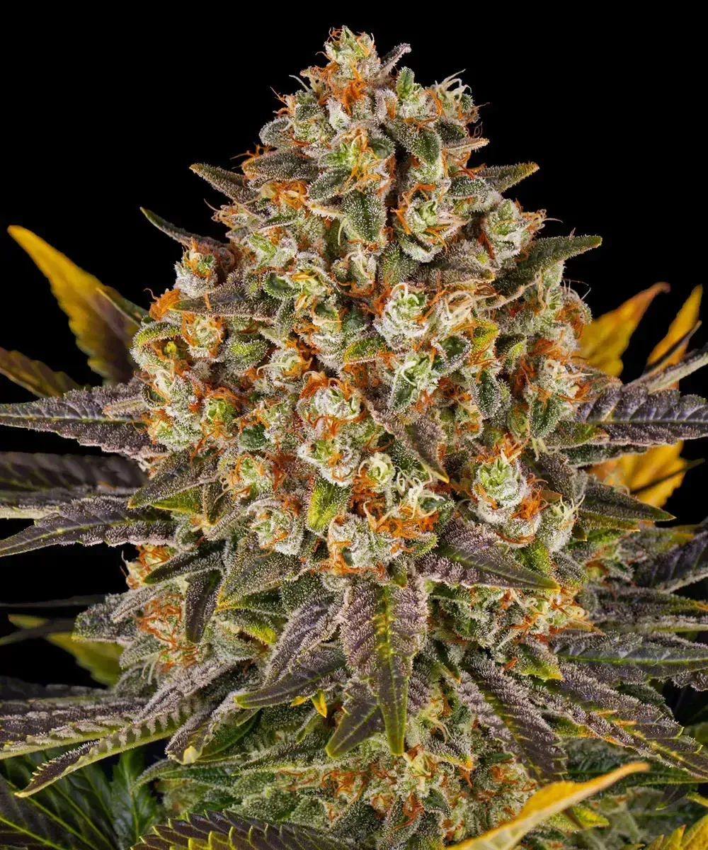Banana Punch