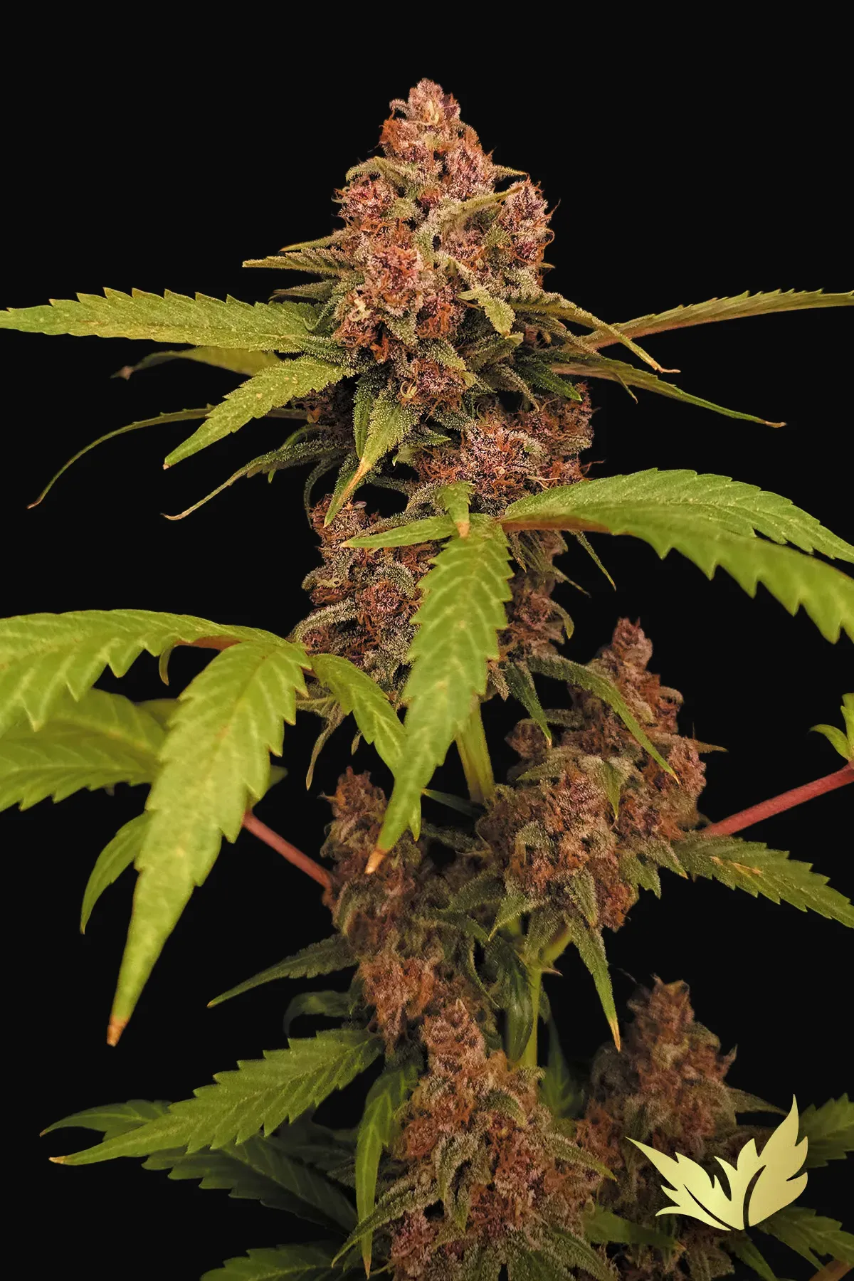 Banana Purple Auto